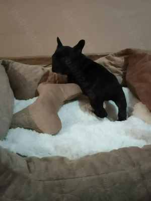  Vând Buldogei frumoși și grasunei rasa pură! - imagine 3