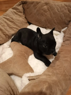  Vând Buldogei frumoși și grasunei rasa pură! - imagine 2