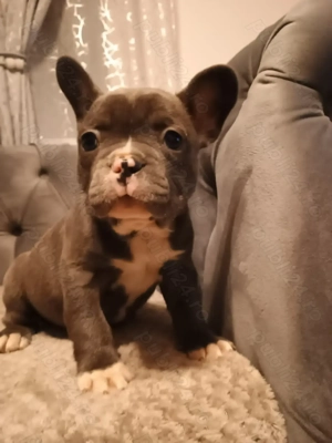  Vând Buldogei frumoși și grasunei rasa pură! - imagine 4