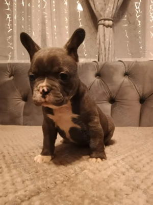  Vând Buldogei frumoși și grasunei rasa pură! - imagine 5