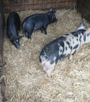 Vând purcele și porc