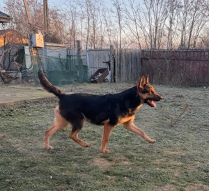 Vand Ciobanesc German - imagine 2