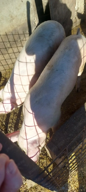 Disponibil o purcica și un porc - imagine 2