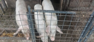 Disponibil o purcica și un porc - imagine 3