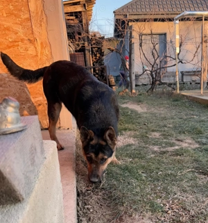 Vand Ciobanesc German - imagine 4