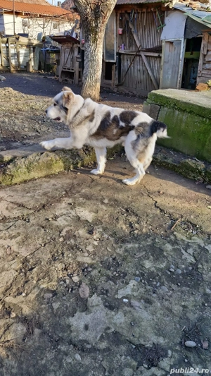 vand mascul Asia Centrala - imagine 2