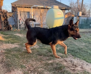 Vand Ciobanesc German - imagine 3