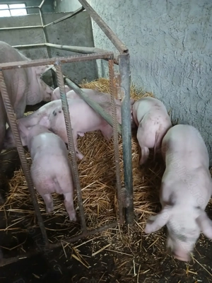 Purcei de vînzare  - imagine 2