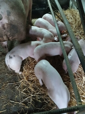 Purcei de vînzare  - imagine 3