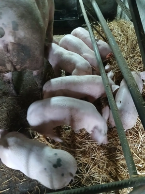 Purcei de vînzare  - imagine 4