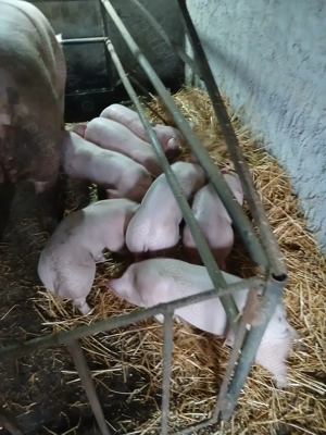 Purcei de vînzare  - imagine 5