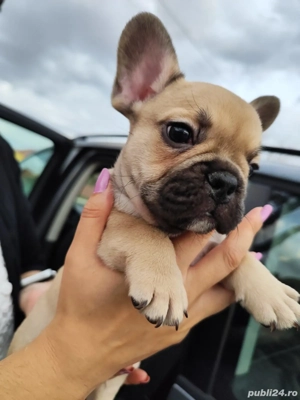 Bulldog Francez  Timisoara