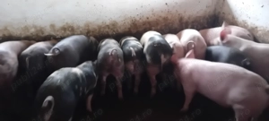 Vand porci de carne  - imagine 3