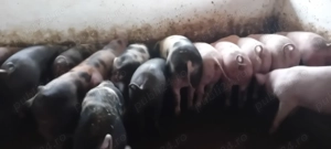 Vand porci de carne  - imagine 2