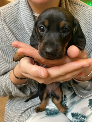 teckel adorabili - imagine 3