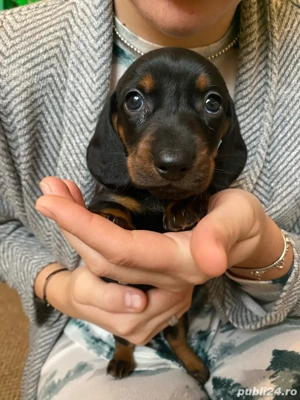 teckel adorabili - imagine 2