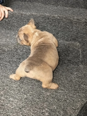 American bully pocket pui - imagine 5