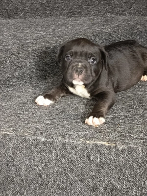 American bully pocket pui - imagine 4