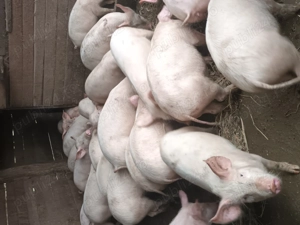 Grasuni de vanzare  VANATORI  - imagine 2