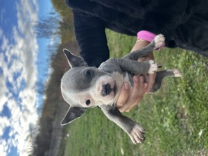 Amstaff blue băiețel 