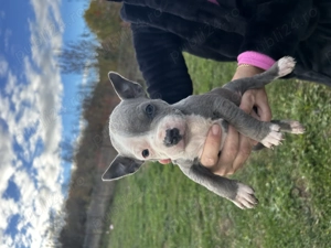 Amstaff blue băiețel  - imagine 2