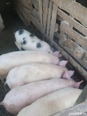 Vând porci.  - imagine 2