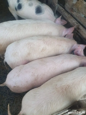 Vând porci.  - imagine 3