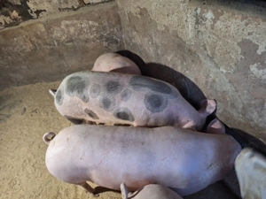 Vand 2 porci nu sunt de ferma zona Blejoi  - imagine 5