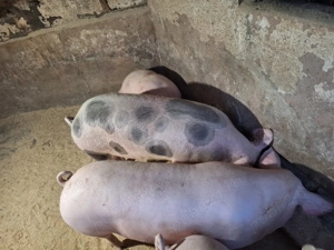 Vand 2 porci nu sunt de ferma zona Blejoi  - imagine 4