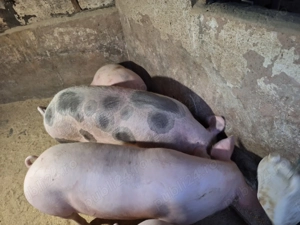 Vand 2porci de tara,cu coada nu de ferma