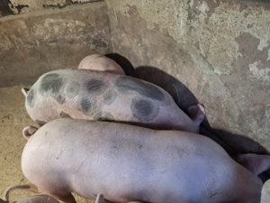 Vand 2 porci nu sunt de ferma zona Blejoi  - imagine 2