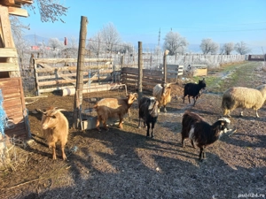 capre și țapi de vânzare - imagine 2