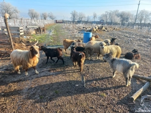 capre și țapi de vânzare - imagine 3