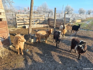 capre și țapi de vânzare - imagine 4