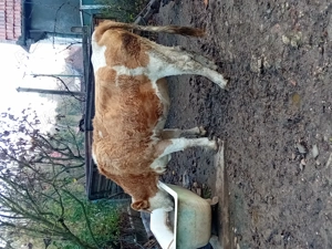 Juninca gestanta  - imagine 3