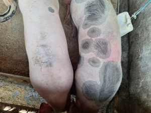 Vand 2 porci de tara nu sunt de ferma - imagine 3