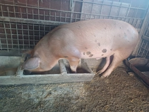 Vand porc crescut în gospodărie!Greutate in jur de80 kg,pret:1500 lei sau 18 lei pe cantar 