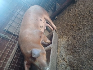 Vand porc crescut în gospodărie!Greutate in jur de80 kg,pret:1500 lei sau 18 lei pe cantar  - imagine 2