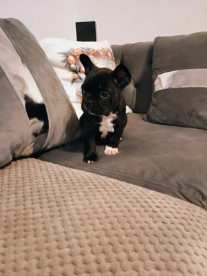 Pui de bulldog francez 