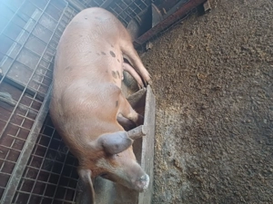 Vand porc crescut în gospodărie!Greutate in jur de80 kg,pret:1500 lei sau 18 lei pe cantar  - imagine 4