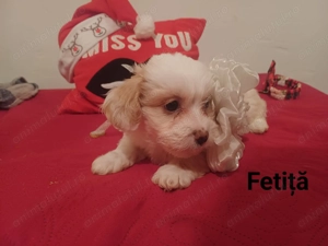 Bishon,2 luni
