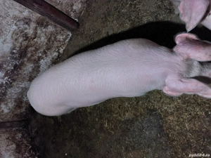 vand 2 purcele pt reproductie