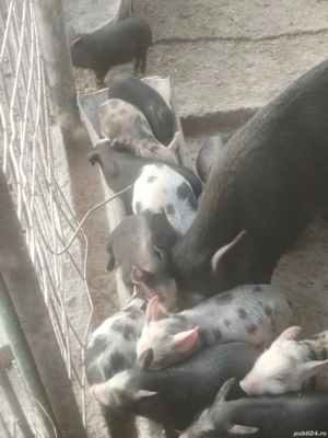 Vind purceii  - imagine 3