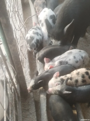 Vind purceii  - imagine 4