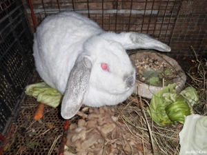 vand doua femele cu pui si un mascul - imagine 2