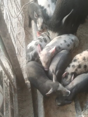 Vind purceii  - imagine 5