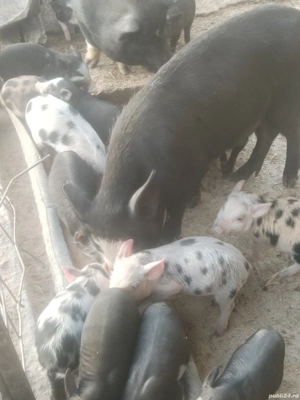 Vind purceii  - imagine 2