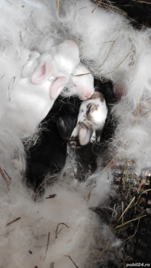 vand doua femele cu pui si un mascul - imagine 3