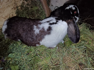 vand doua femele cu pui si un mascul - imagine 5