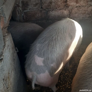 Porci ptr sacrificat